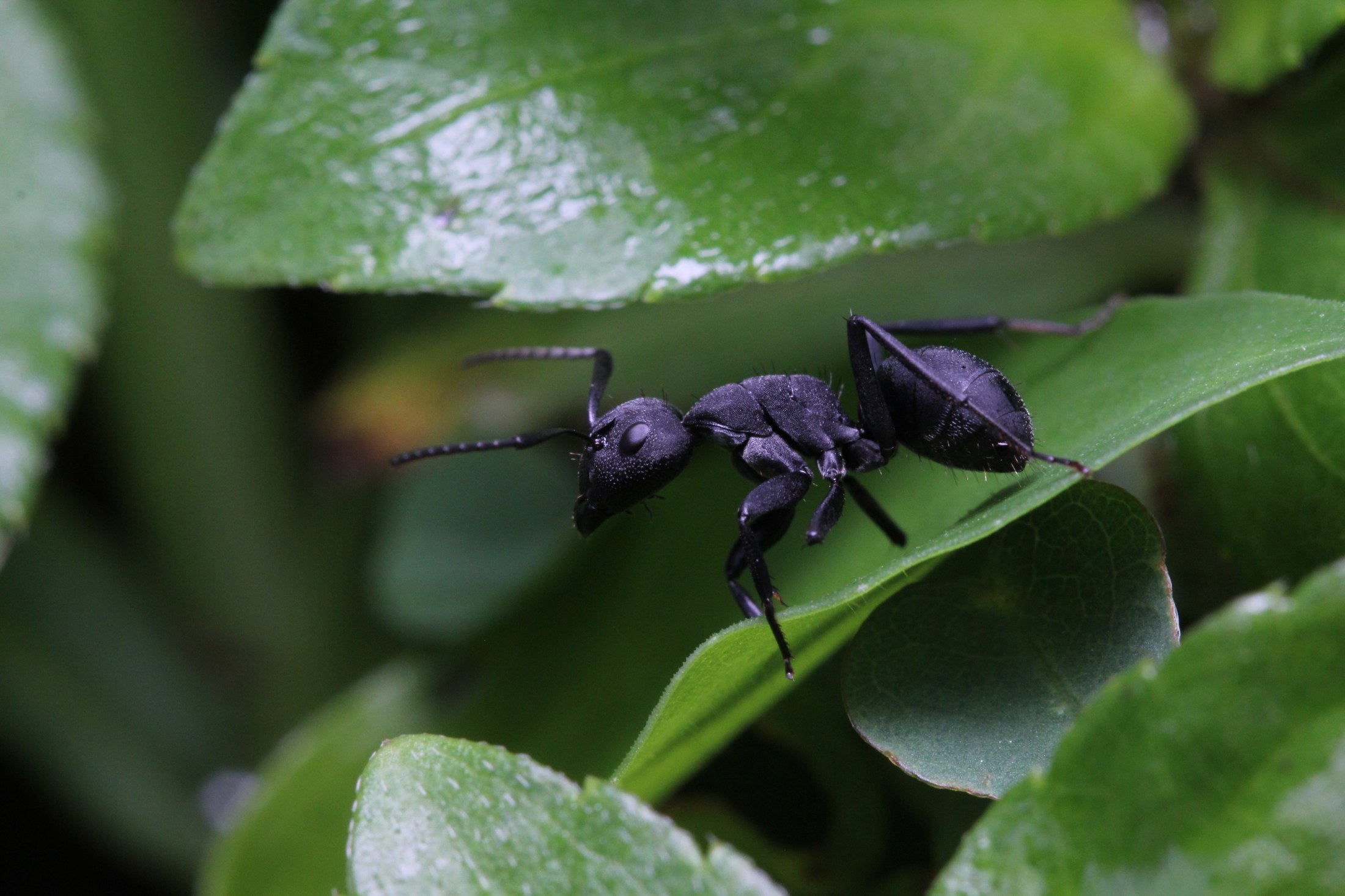 Carpenter ant (Camponotus)