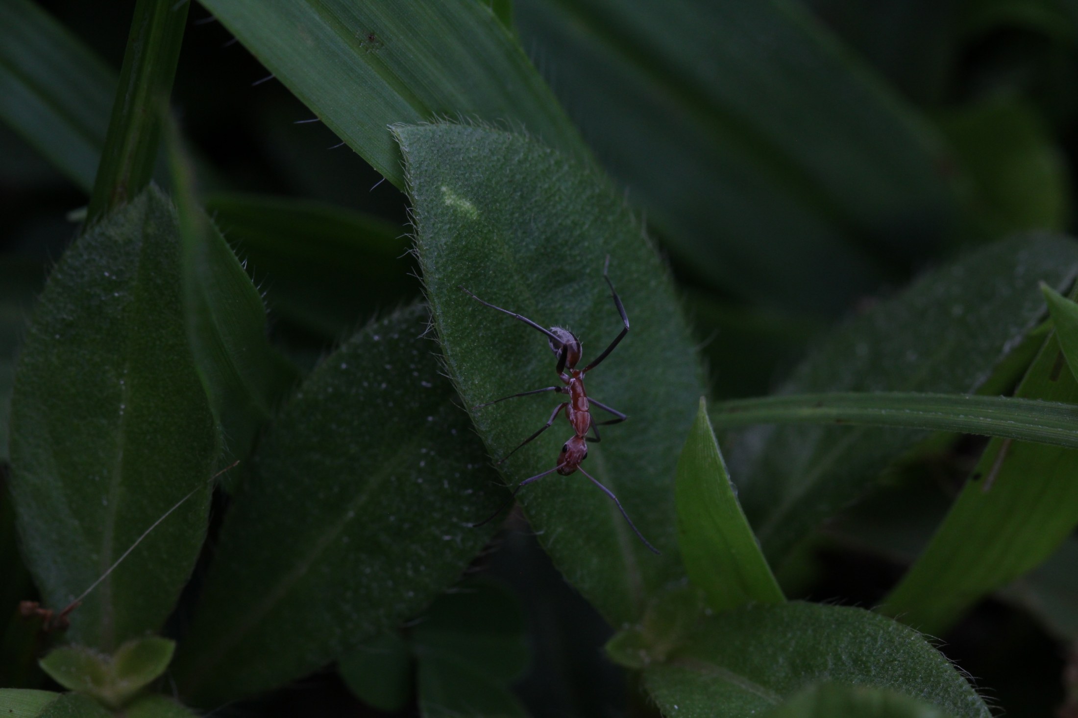 Weaver ant (Oecophylla)