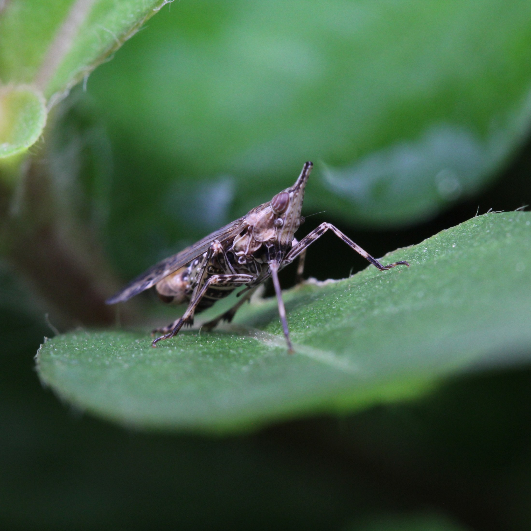 DIctyopharid planthopper (Phylotheria)